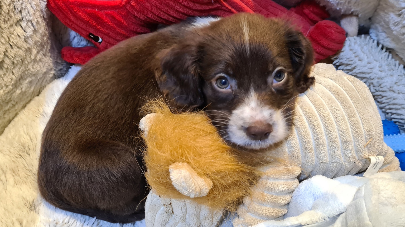 The most popular pets in the UK Learn English Vocabulary